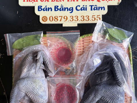 Trại gà đen Tây Bắc Sơn Vũ