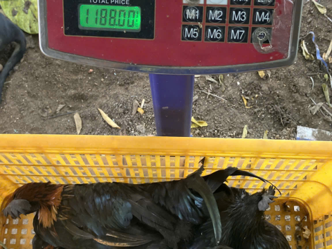 Trại gà đen Tây Bắc Sơn Vũ