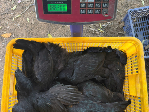 ĐƠN NGÀY 19/9
