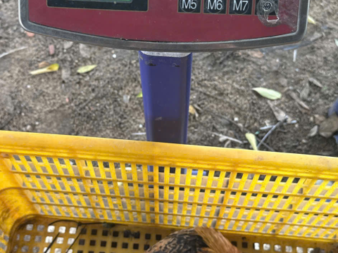 Trại gà đen Tây Bắc Sơn Vũ