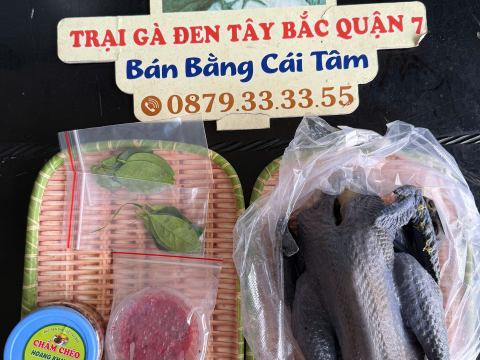 Trại gà đen Tây Bắc Sơn Vũ