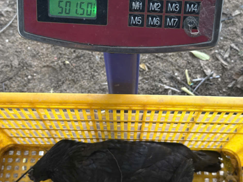 Trại gà đen Tây Bắc Sơn Vũ