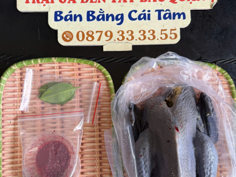 Trại gà đen Tây Bắc Sơn Vũ
