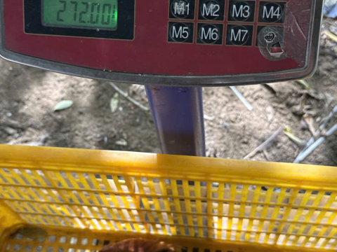 Trại gà đen Tây Bắc Sơn Vũ