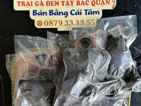 Trại gà đen Tây Bắc Sơn Vũ