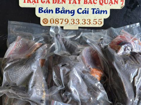 Trại gà đen Tây Bắc Sơn Vũ