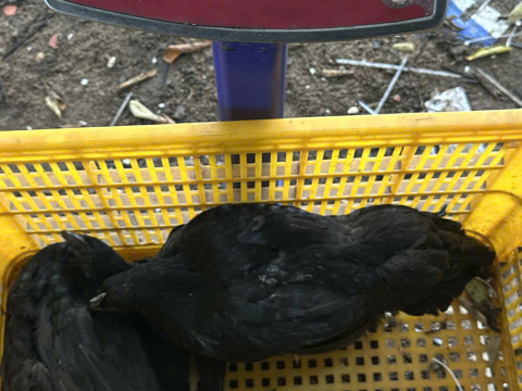 Trại gà đen Tây Bắc Sơn Vũ