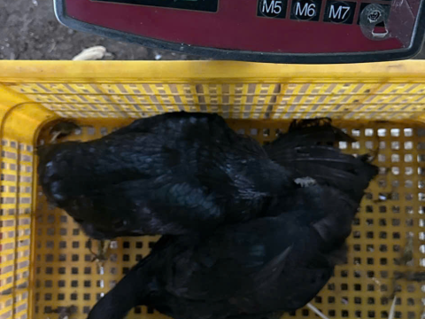 Trại gà đen Tây Bắc Sơn Vũ