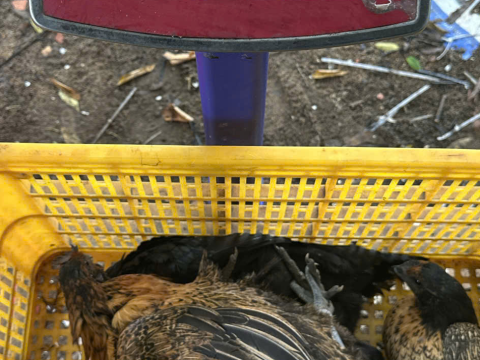 Trại gà đen Tây Bắc Sơn Vũ