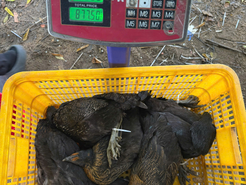 Trại gà đen Tây Bắc Sơn Vũ