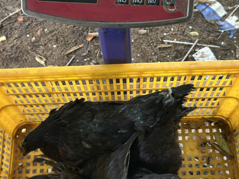 Trại gà đen Tây Bắc Sơn Vũ