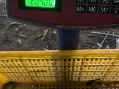 Trại gà đen Tây Bắc Sơn Vũ