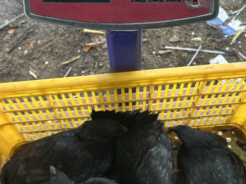 Trại gà đen Tây Bắc Sơn Vũ