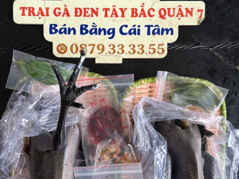 Trại gà đen Tây Bắc Sơn Vũ