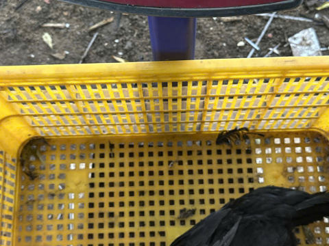 Trại gà đen Tây Bắc Sơn Vũ