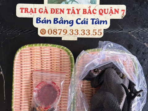 Trại gà đen Tây Bắc Sơn Vũ