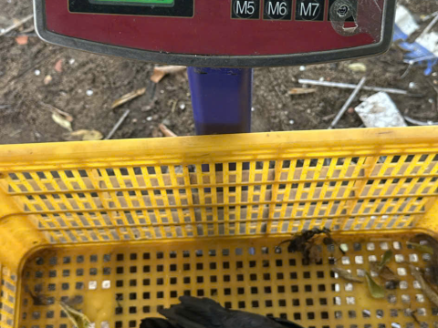 Trại gà đen Tây Bắc Sơn Vũ