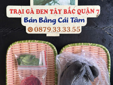Trại gà đen Tây Bắc Sơn Vũ