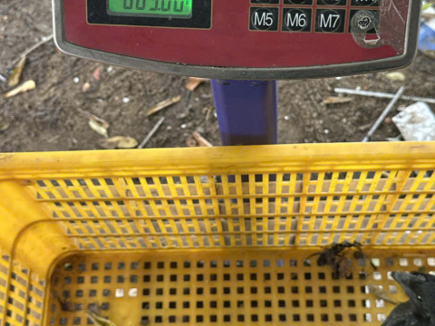 Trại gà đen Tây Bắc Sơn Vũ