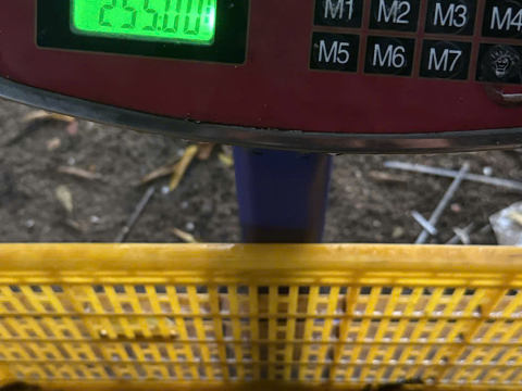 Trại gà đen Tây Bắc Sơn Vũ