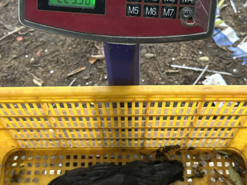 Trại gà đen Tây Bắc Sơn Vũ