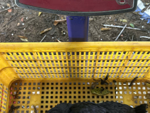 Trại gà đen Tây Bắc Sơn Vũ