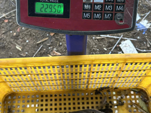 Trại gà đen Tây Bắc Sơn Vũ