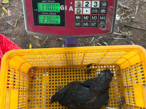 Trại gà đen Tây Bắc Sơn Vũ