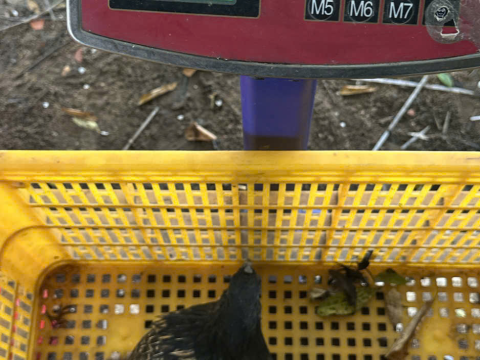 Trại gà đen Tây Bắc Sơn Vũ