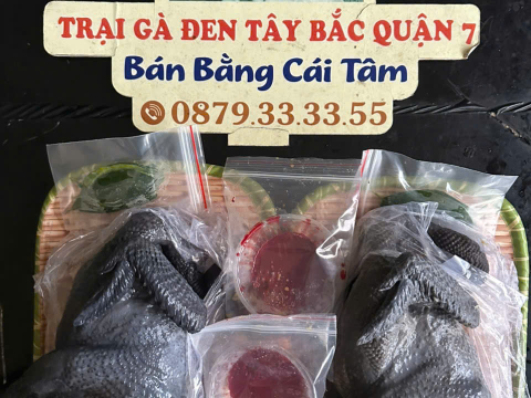Trại gà đen Tây Bắc Sơn Vũ