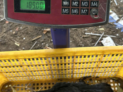 Trại gà đen Tây Bắc Sơn Vũ