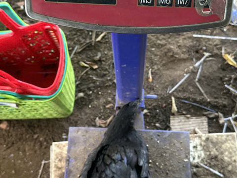 Trại gà đen Tây Bắc Sơn Vũ