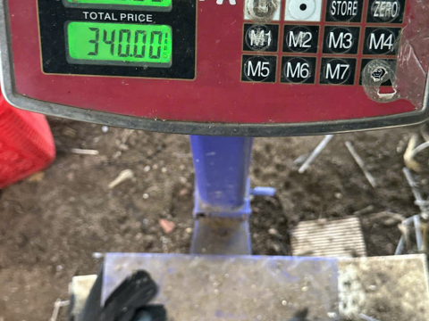 Trại gà đen Tây Bắc Sơn Vũ