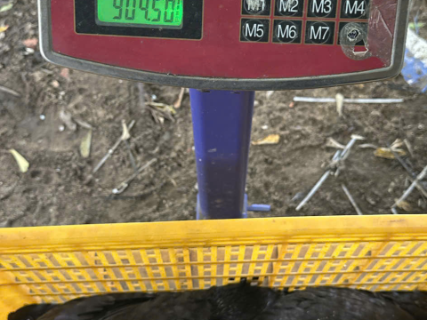 Trại gà đen Tây Bắc Sơn Vũ