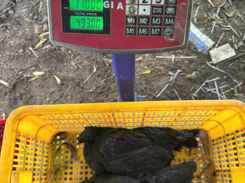 Trại gà đen Tây Bắc Sơn Vũ