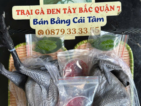 Trại gà đen Tây Bắc Sơn Vũ