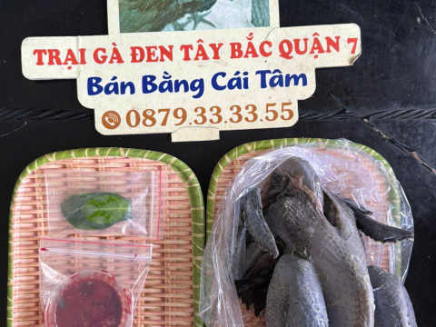 Trại gà đen Tây Bắc Sơn Vũ