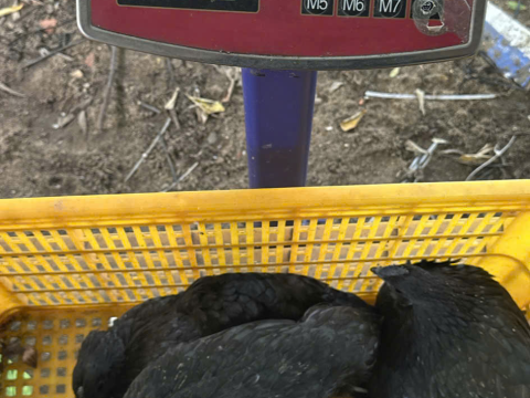 Trại gà đen Tây Bắc Sơn Vũ