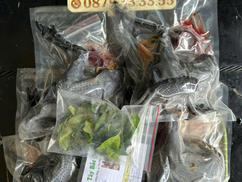 Trại gà đen Tây Bắc Sơn Vũ