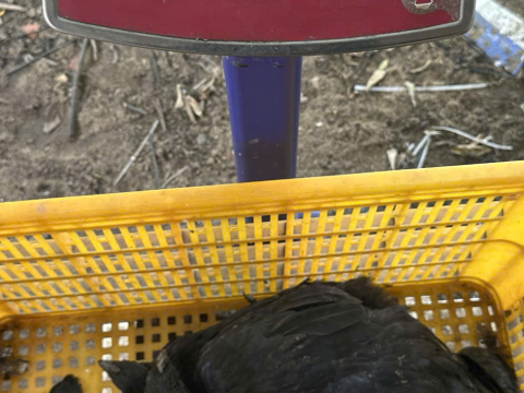 Trại gà đen Tây Bắc Sơn Vũ