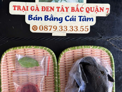 Trại gà đen Tây Bắc Sơn Vũ