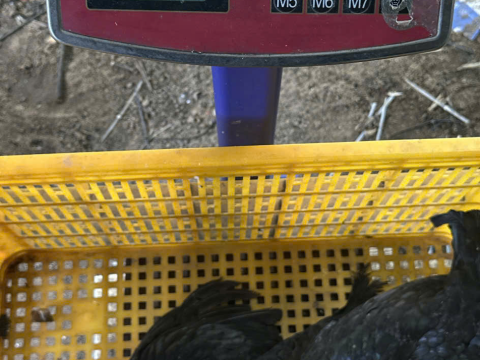 Trại gà đen Tây Bắc Sơn Vũ