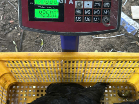 Trại gà đen Tây Bắc Sơn Vũ