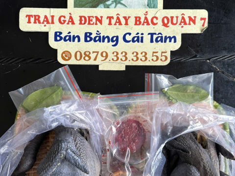 Trại gà đen Tây Bắc Sơn Vũ