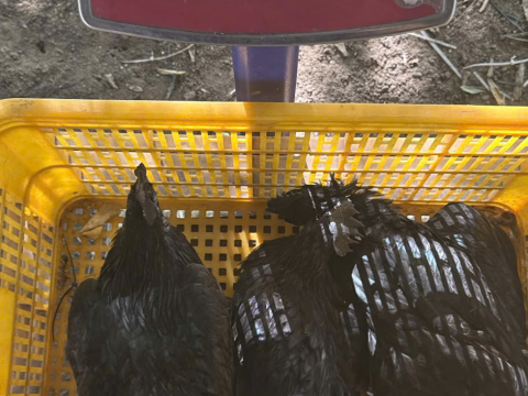 Trại gà đen Tây Bắc Sơn Vũ