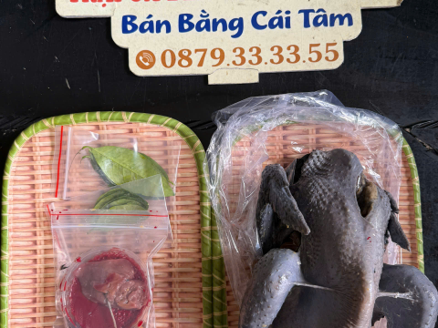 Trại gà đen Tây Bắc Sơn Vũ