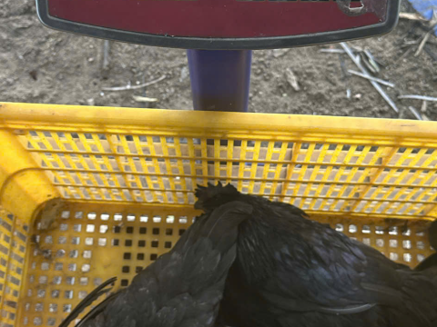 Trại gà đen Tây Bắc Sơn Vũ