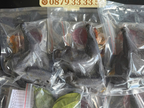 Trại gà đen Tây Bắc Sơn Vũ