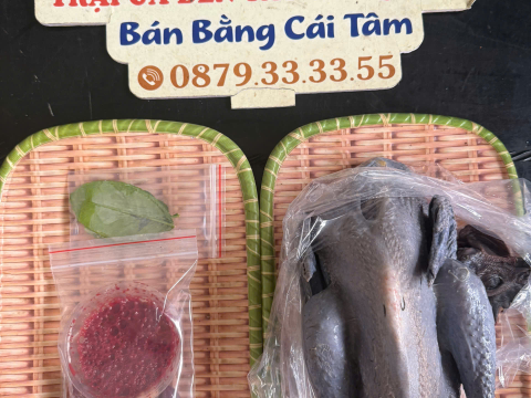 Trại gà đen Tây Bắc Sơn Vũ