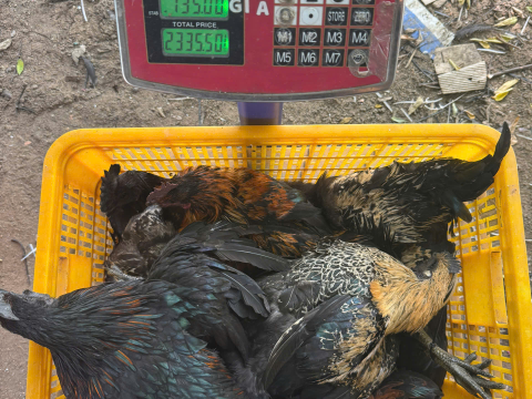 Trại gà đen Tây Bắc Sơn Vũ